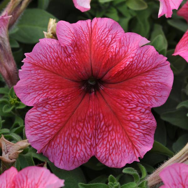 Upright Petunia