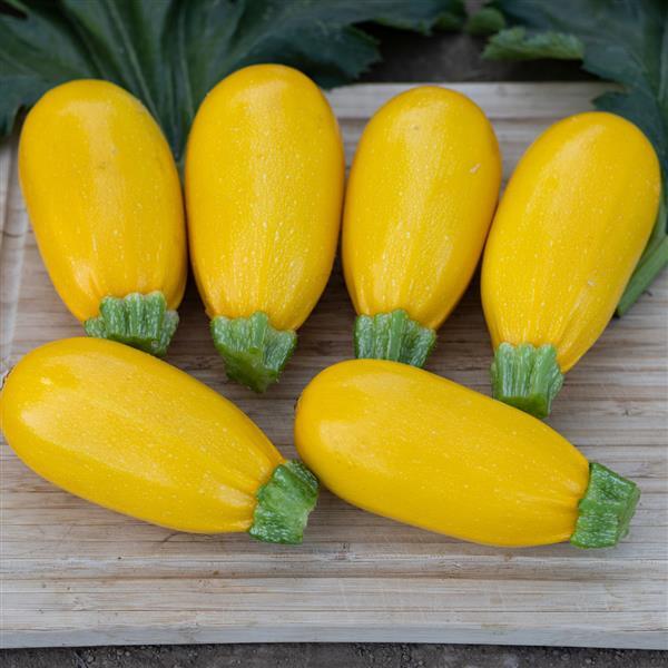 Squash Seeds