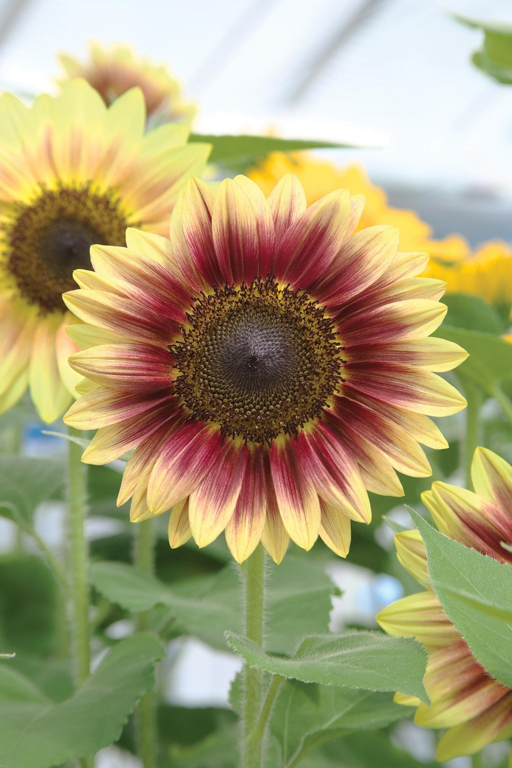 Sunflower Seeds