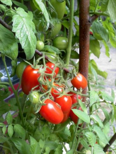 Tomato Seeds