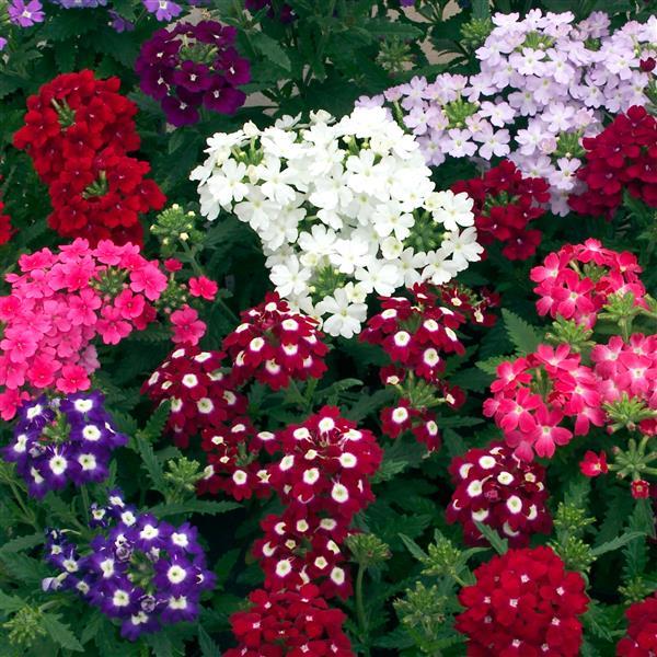 Verbena Seeds