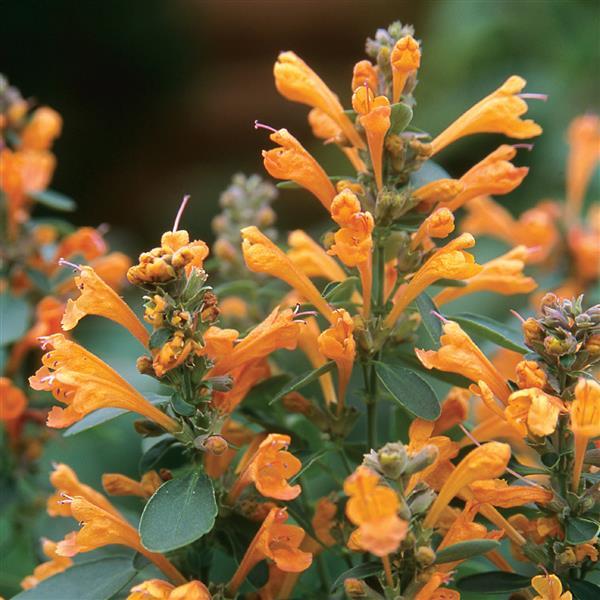 1,000 Agastache Seeds Arizona Sandstone Flower Seeds