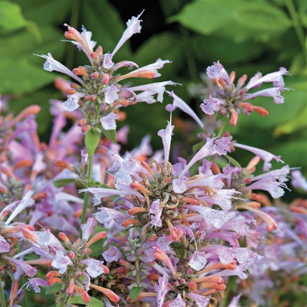 1,000 Agastache Seeds Arizona Sunset Flower Seeds