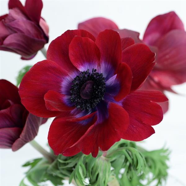 Anemone Seeds Gemstone Chocolate Windflower