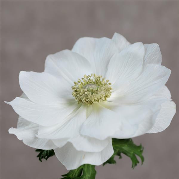 Anemone Seeds Gemstone White Windflower