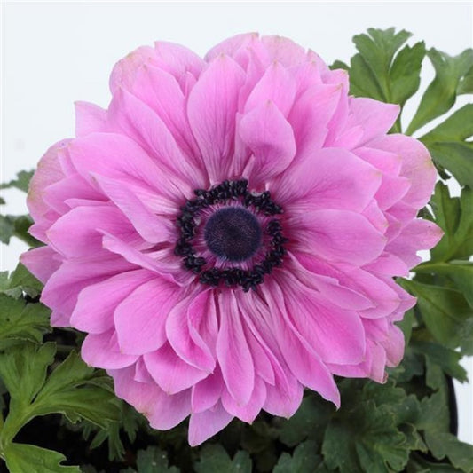 Anemone Seeds Harmony Double Rose