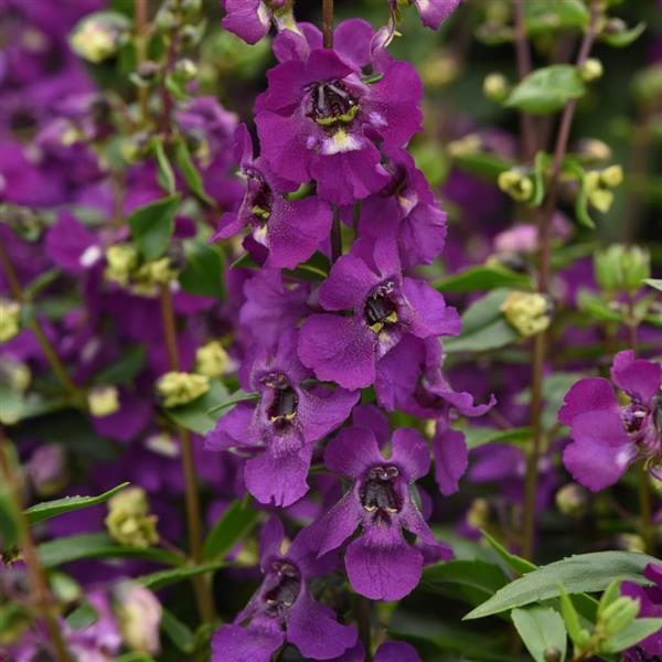 Angelonia Seeds Serena® Purple Pelleted Seeds