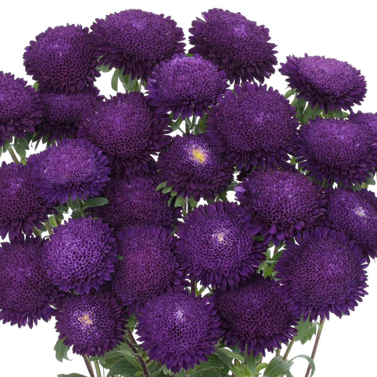 2,000 Aster Seeds Bonita Blue Cut Flower