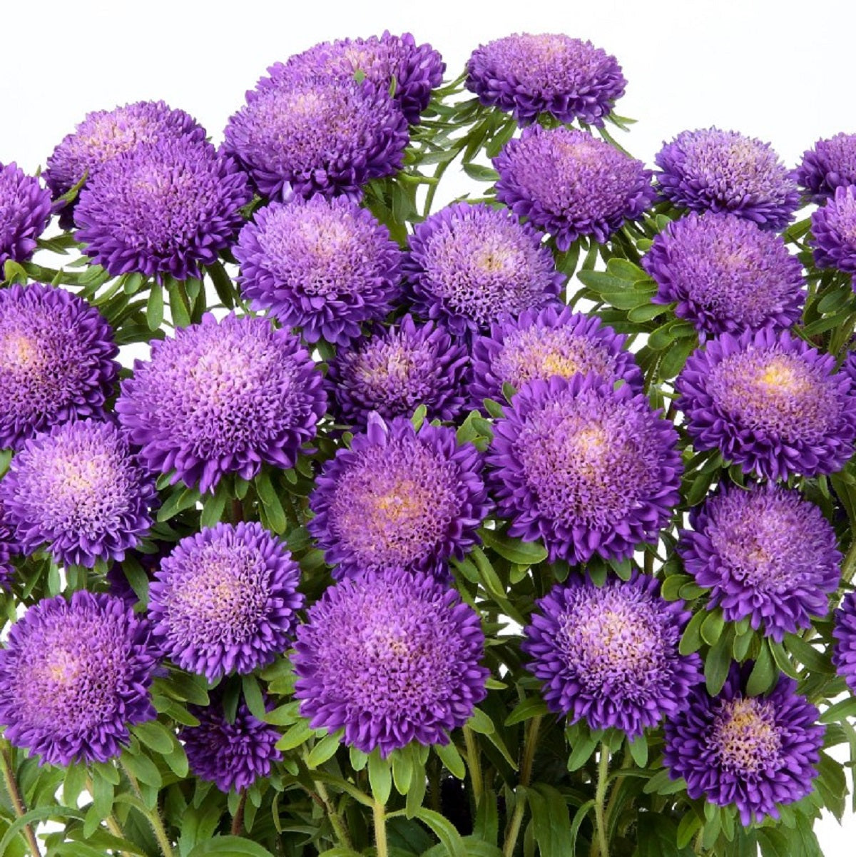 2,000 Aster Seeds Bonita Light Blue Cut Flower