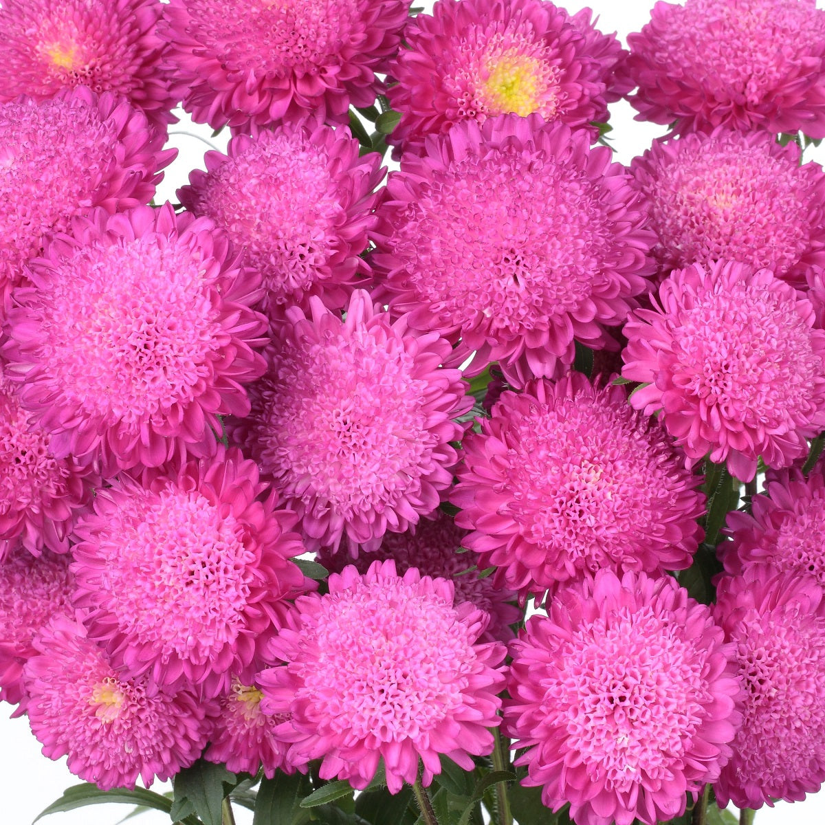 2,000 Aster Seeds Bonita Pink Cut Flower