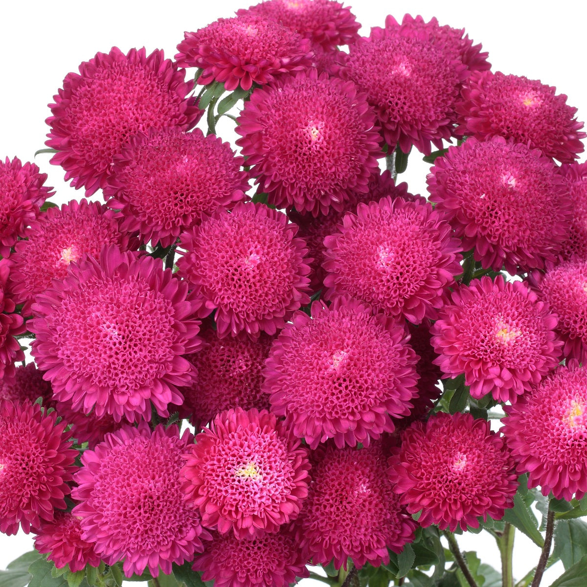 2,000 Aster Seeds Bonita Rose Cut Flower