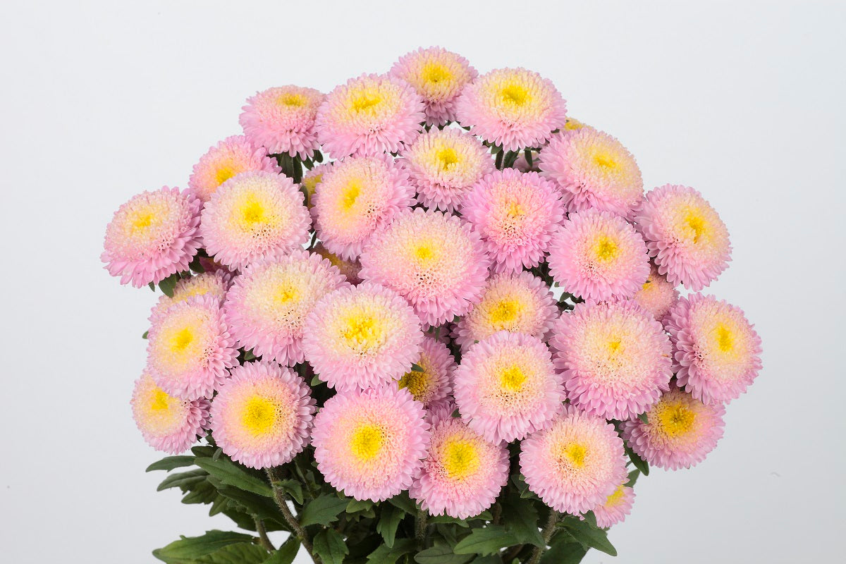 2,000 Aster Seeds Bonita Shell Pink Cut Flower