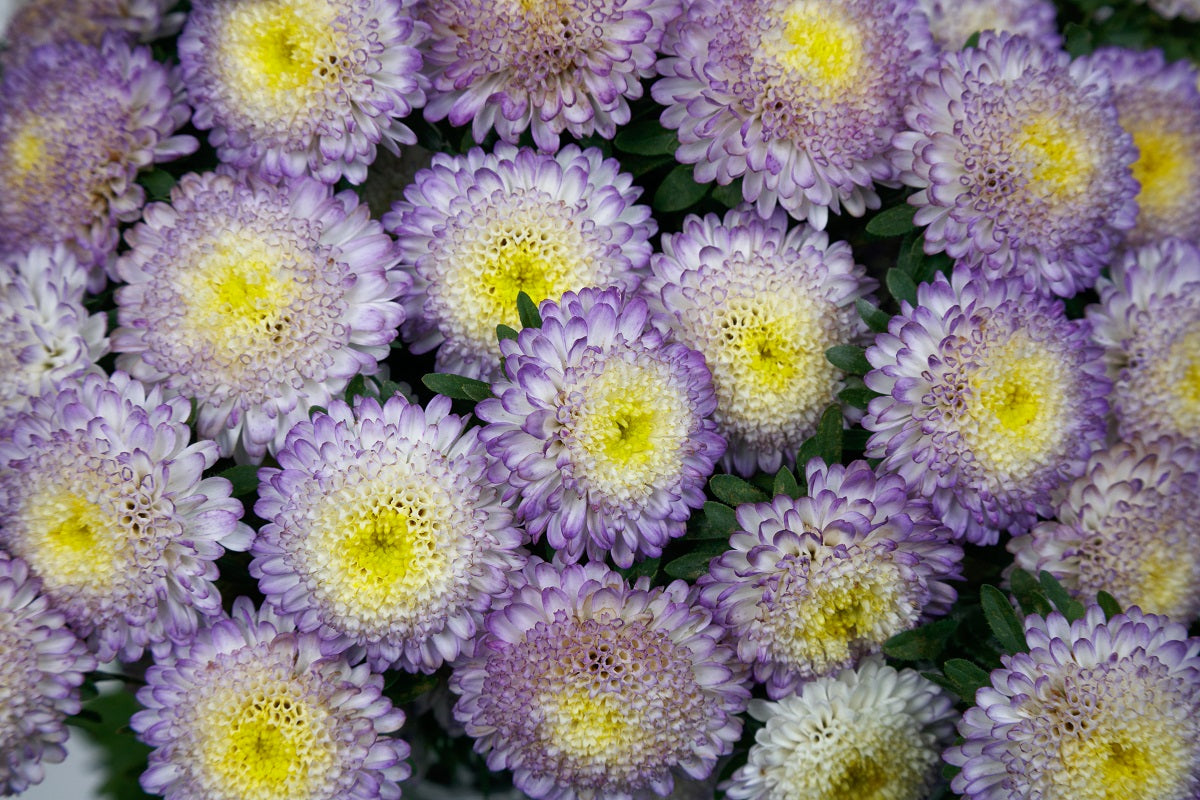 2,000 Aster Seeds Bonita Top Blue Cut Flower