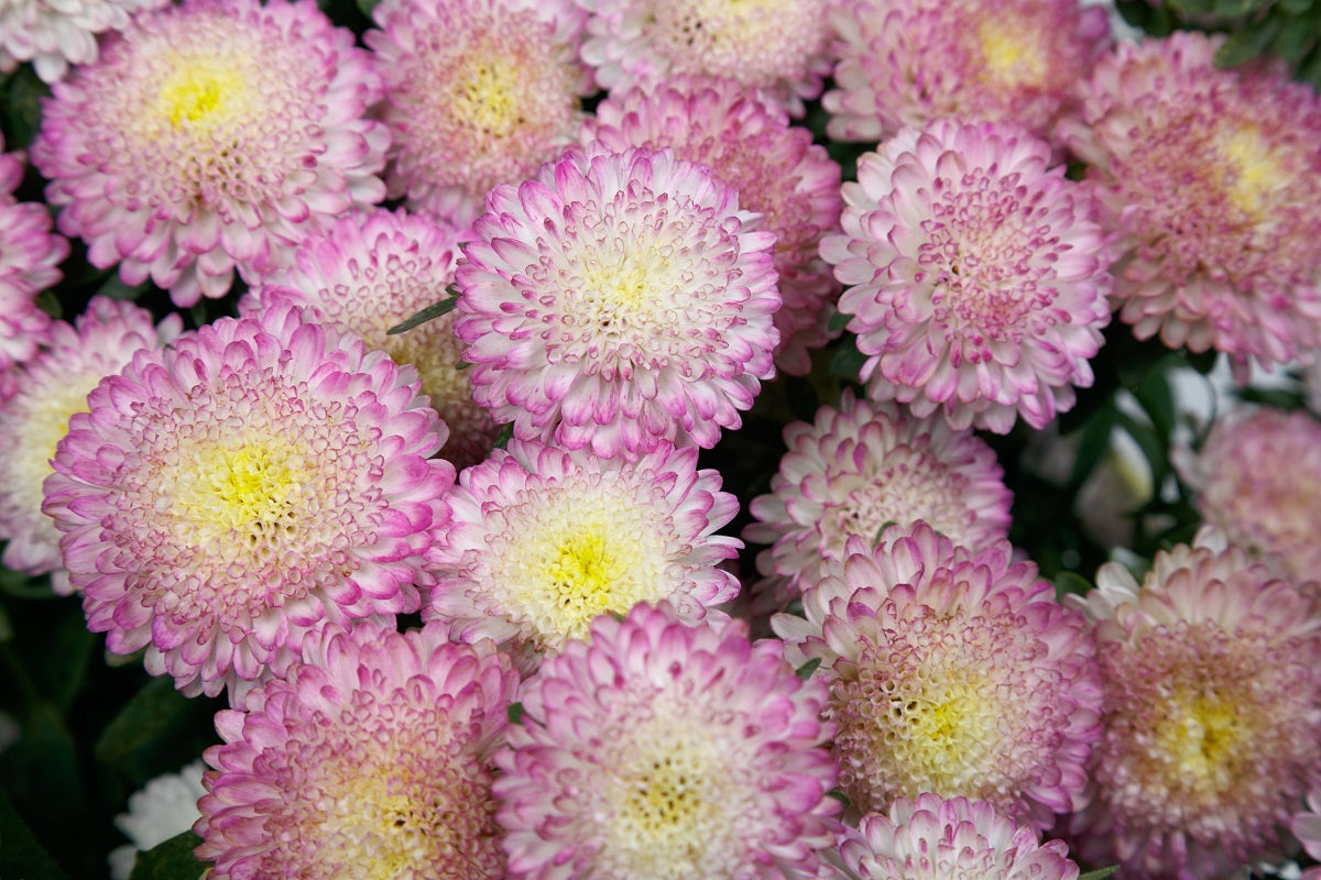 2,000 Aster Seeds Bonita Top Rose Cut Flower