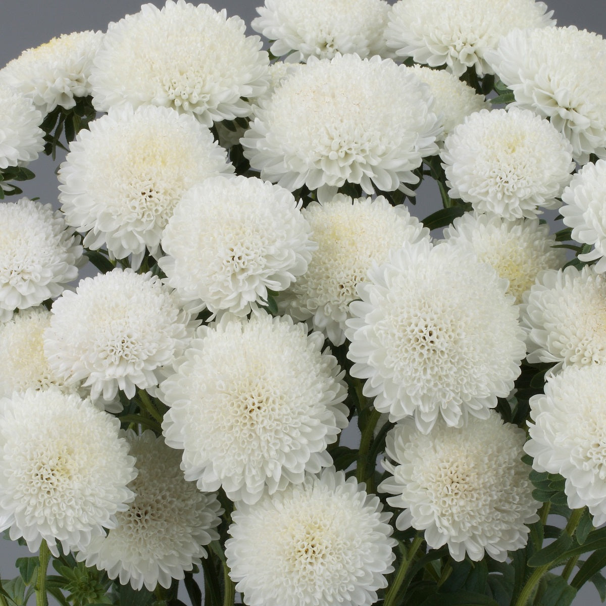 2,000 Aster Seeds Bonita White Cut Flower