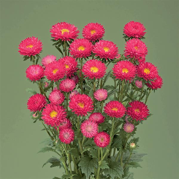 2,000 Aster Seeds Fujimi Coral Rose Cut Flower