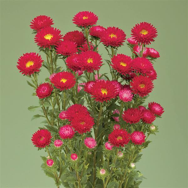 2,000 Aster Seeds Fujimi Scarlet Cut Flower