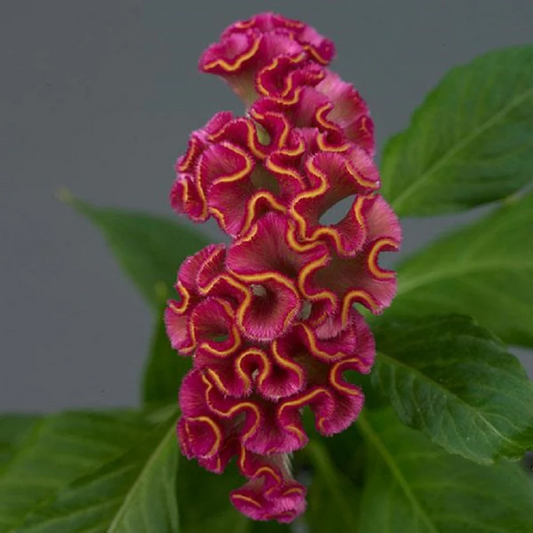 Pelleted Celosia Seeds Celosia Neo™ Rose Cut Flower