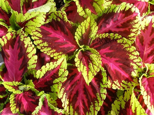 Coleus Seeds Coleus Kong® Rose Pelleted Seeds