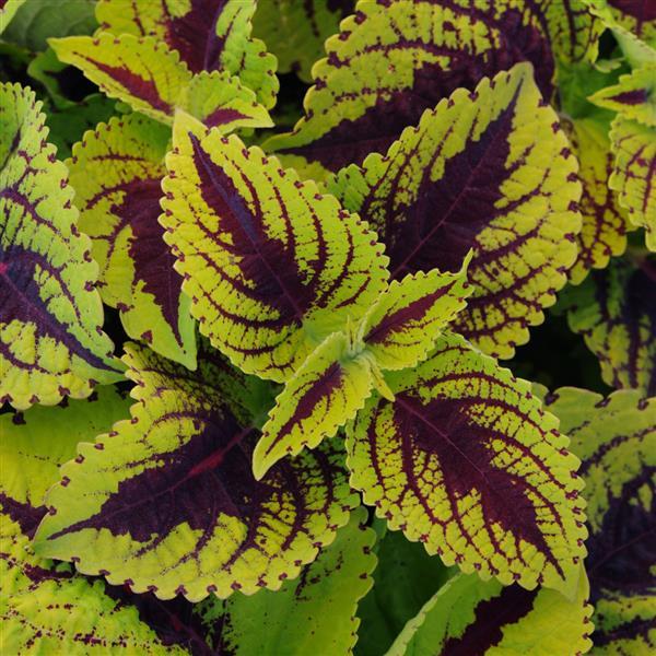 Coleus Seeds Coleus Kong Jr.™ Lime Vein Pelleted Seeds