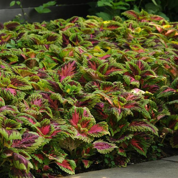 Coleus Seeds Coleus Kong® Salmon Pink Pelleted Seeds