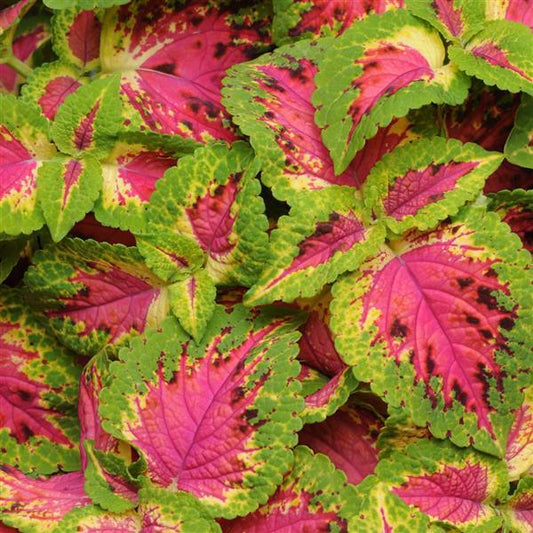 Coleus Seeds Coleus Premium Sun Watermelon Pelleted Seeds