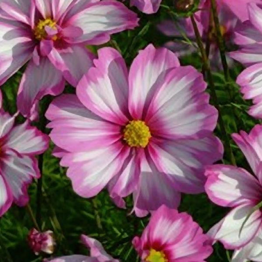 1,000 Cosmos Seeds Capriola Cut Flower Seeds