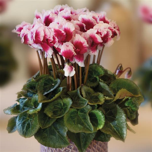 Cyclamen Seeds Abanico ® Select Metis Deep Magenta