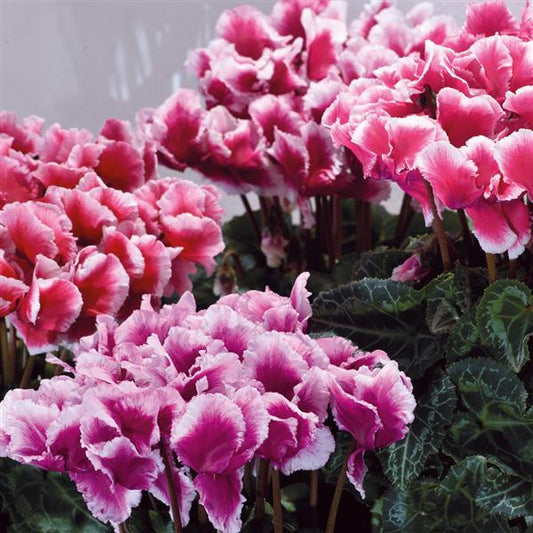 Cyclamen Seeds Abanico ® Select Metis Mix