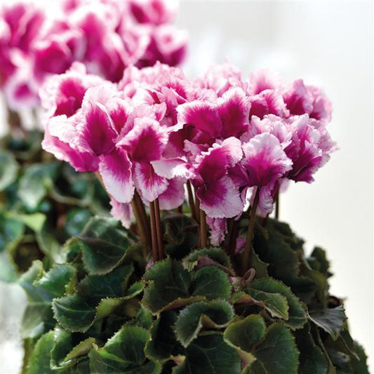 Cyclamen Seeds Abanico ® Select Metis Purple