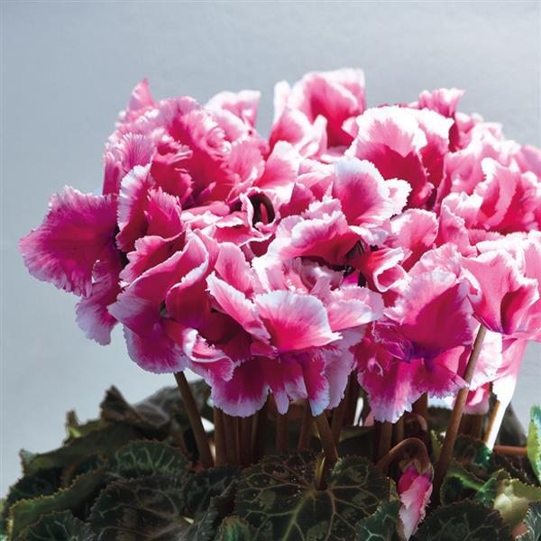 Cyclamen Seeds Abanico ® Select Metis Rose