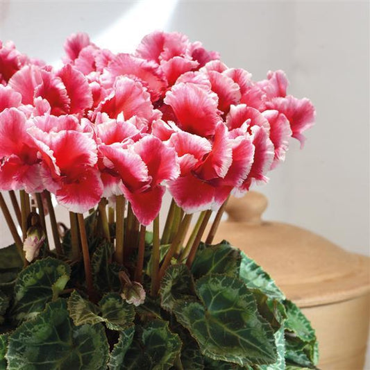 Cyclamen Seeds Abanico ® Select Metis Scarlet Salmon