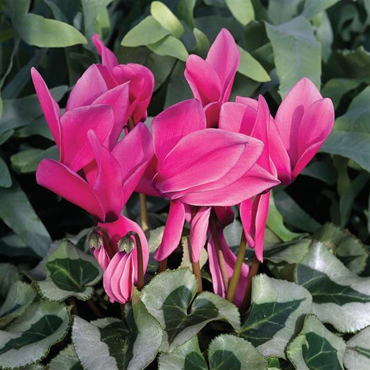 Cyclamen Seeds Cyclamen Winter Ice Rose