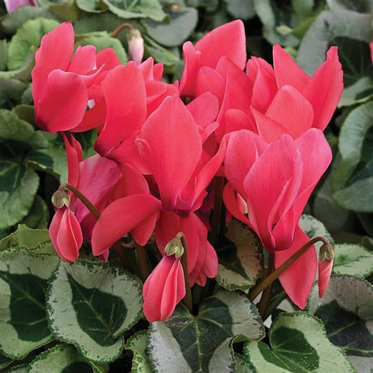 Cyclamen Seeds Cyclamen Winter Ice Salmon