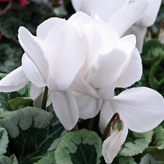 Cyclamen Seeds Cyclamen Winter Ice White