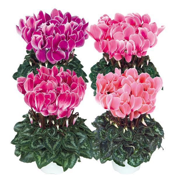 Cyclamen Seeds Cyclamen Halios® HD Flame Mix