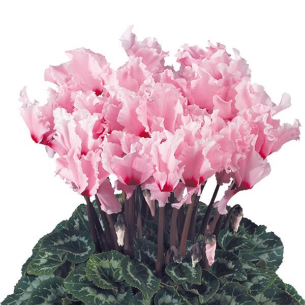 Cyclamen Seeds Cyclamen Halios® Select Curly Light Pink Eye