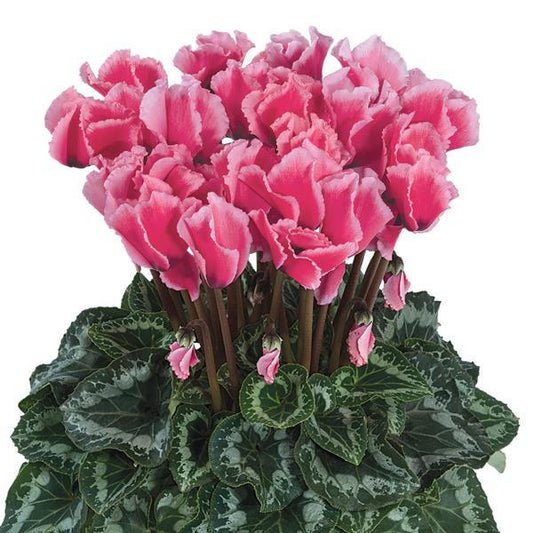 Cyclamen Seeds Cyclamen Halios® Select Curly Litchi Rose