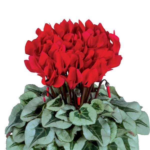 Cyclamen Seeds Cyclamen Metalis® Midi Red