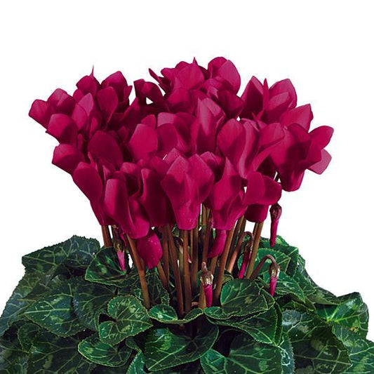 Cyclamen Seeds Cyclamen Tianis® Deep Magenta