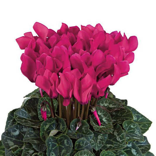 Cyclamen Seeds Cyclamen Tianis® Deep Rose