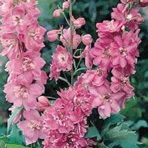 1,000 Delphinium Seeds Pacific Giants Astolat Cut Flower