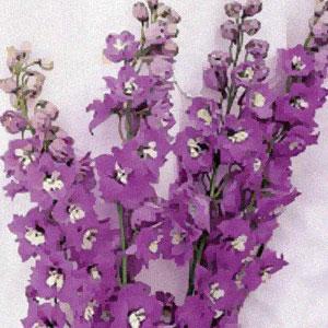 1,000 Delphinium Seeds Pacific Giants Blue Bird Cut Flower