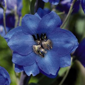 1,000 Delphinium Seeds Pacific Giants Blue Jay Cut Flower