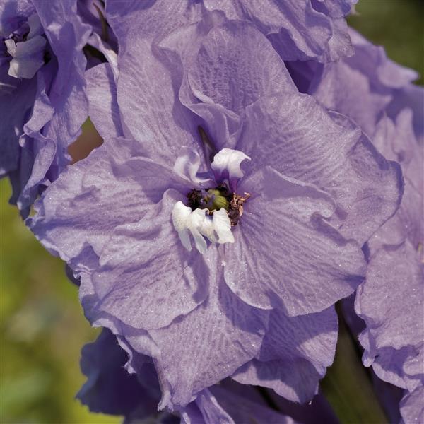 1,000 Delphinium Seeds Pacific Giants Cameliard Cut Flower