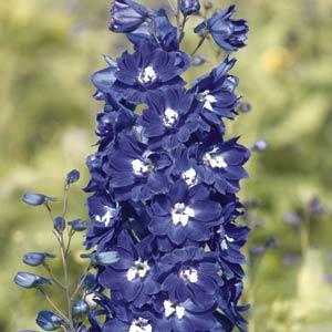 1,000 Delphinium Seeds Pacific Giants King Arthur Cut Flower