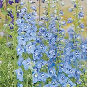 1,000 Delphinium Seeds Pacific Giants Summer Skies Cut Flower