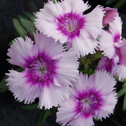 Dianthus Seeds Dianthus Diana Lavender Picotee 1,000 Pelleted Seeds