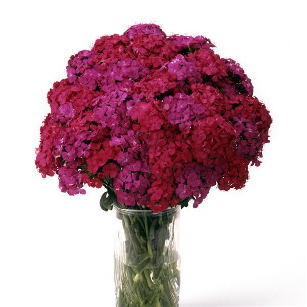 Dianthus Seeds Dianthus Amazon™ Neon Duo Pelleted Seeds