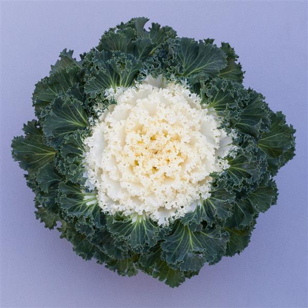 Flowering Kale Seeds Bright And Early White 1,000 Seeds